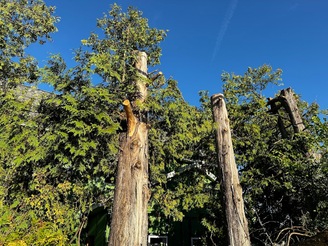Tree service crew in Longview, TX