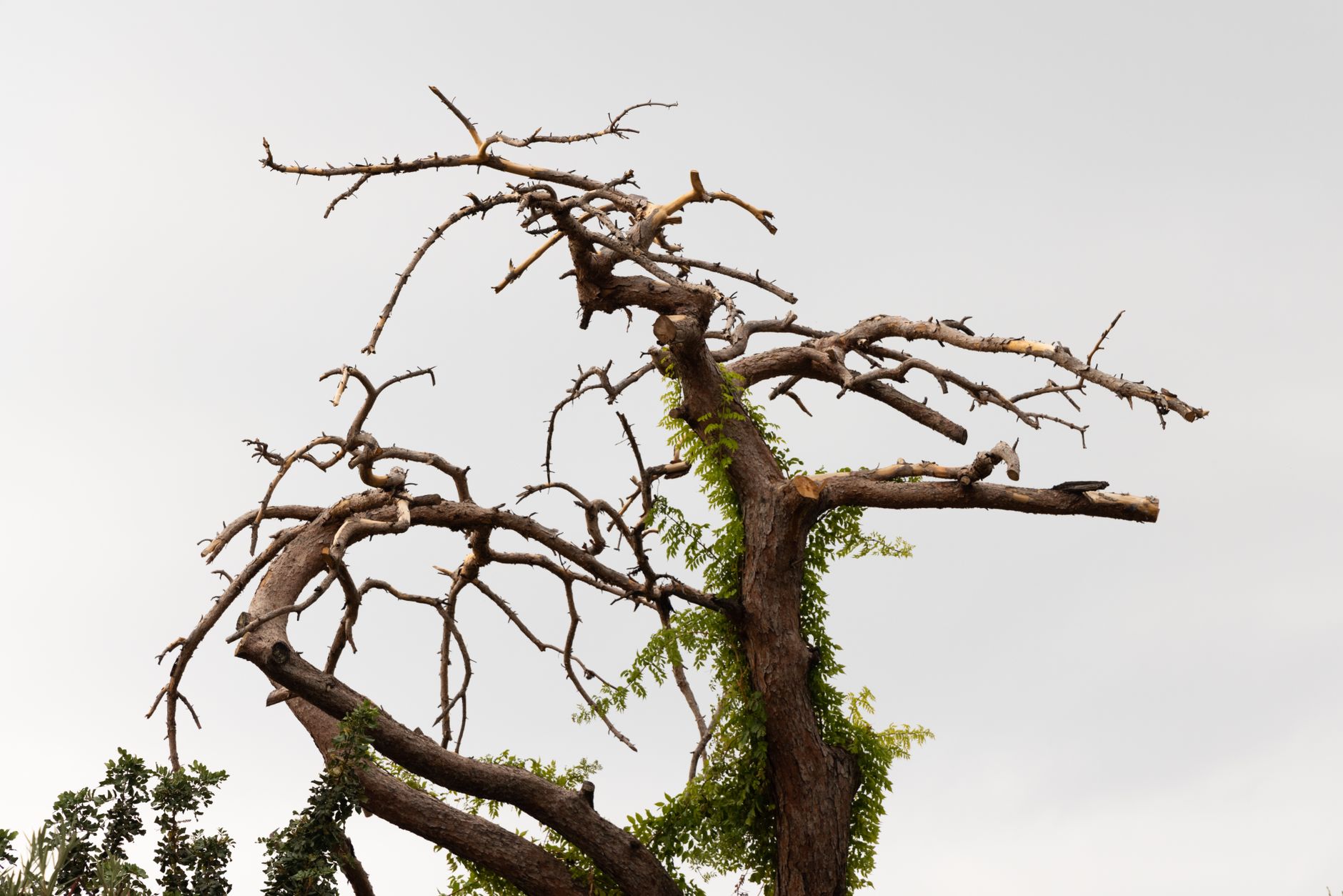 A leafless tree with sprawling branches stands against an overcast sky, symbolizing nature's resilience in Longview, TX